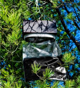 G trap placed on the pine tree