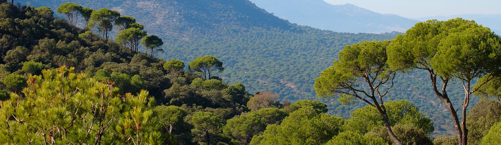Mediterranean pine