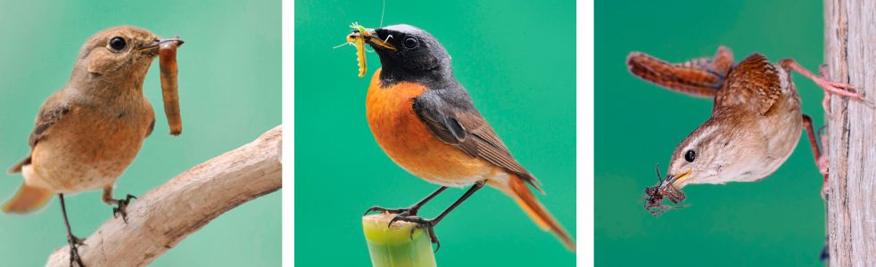 birds with captured insects