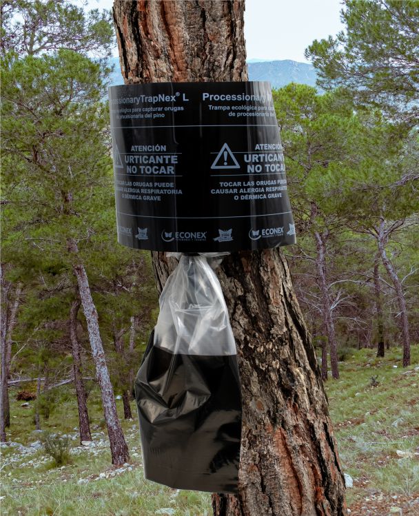 PROCESSIONARYTRAPNEX®L placed in pine 