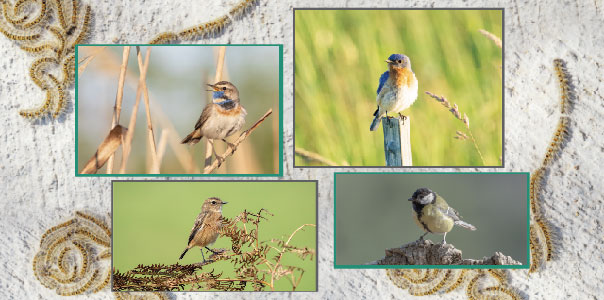 Biocontrol processionary insectivorous birds