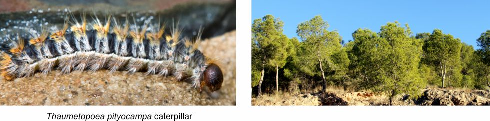 processionary caterpillar