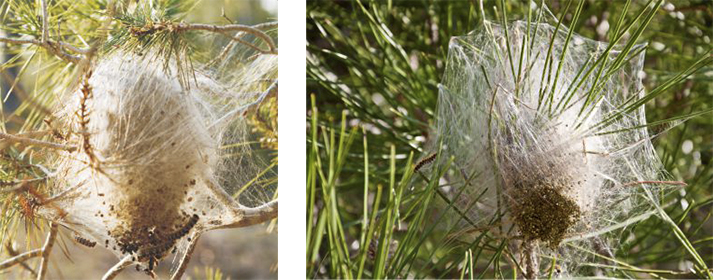  nest Thaumetopoea pityocampa 